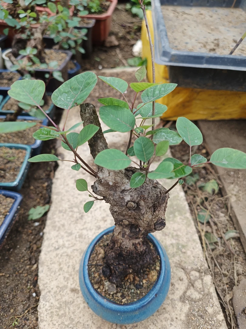 黄栌，黄荆盆景素材，镂空炭化四季可种，直播间一物一拍