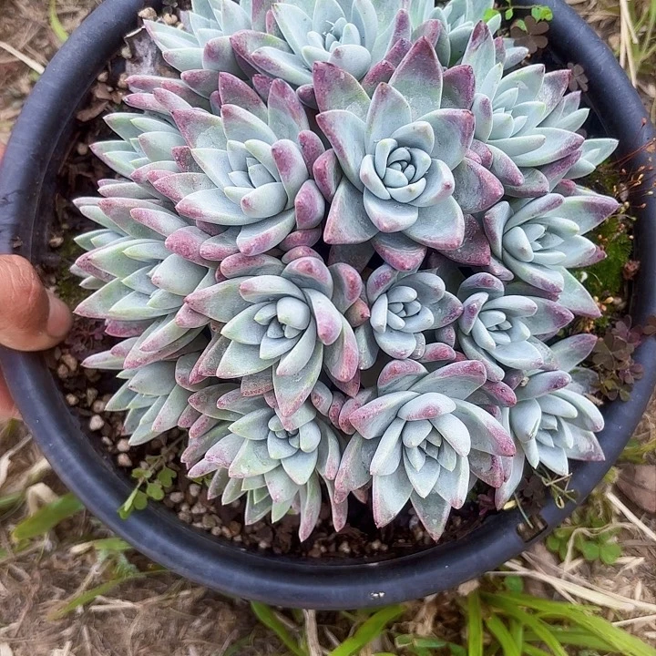 方**正仙女杯多肉植物