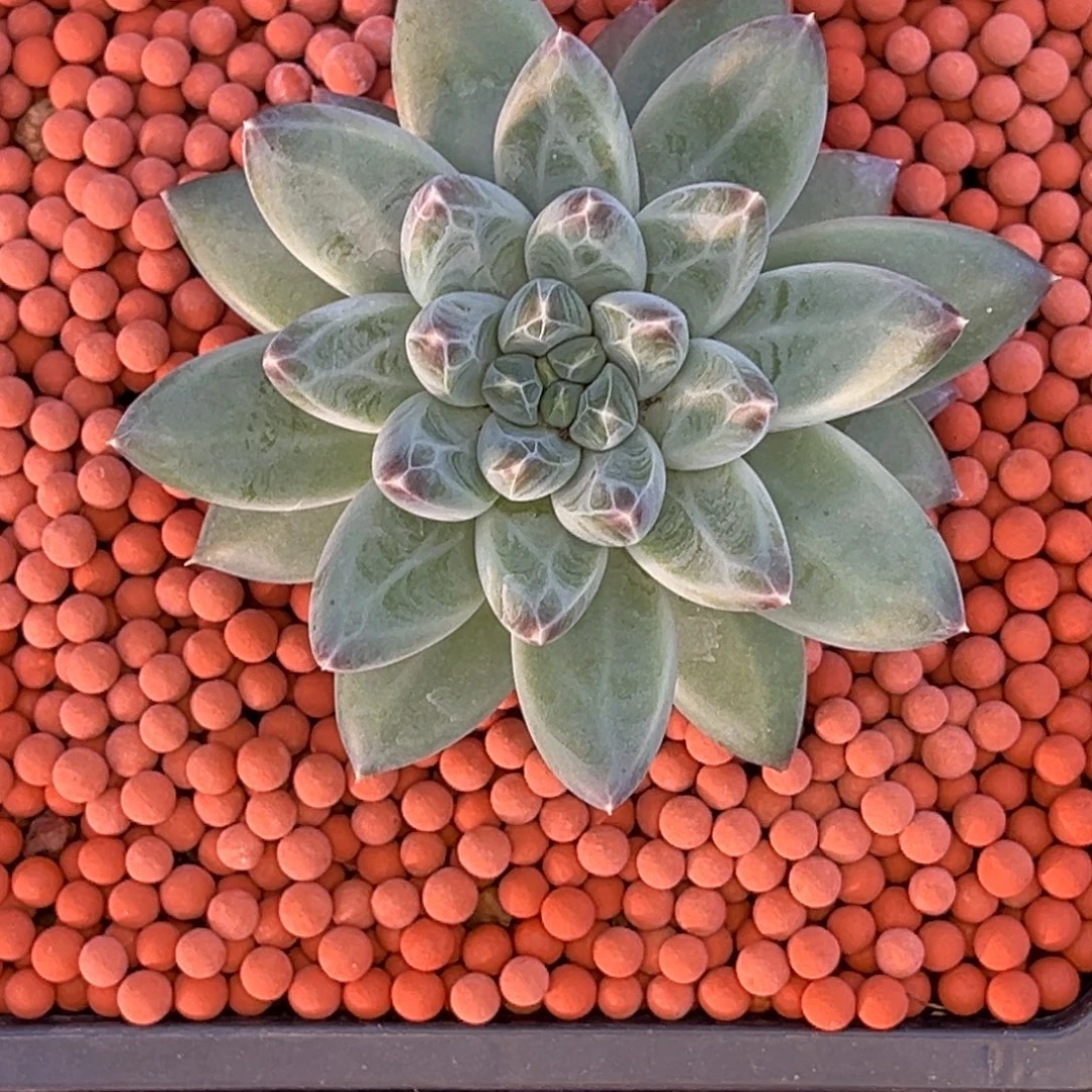 干****小姐姐的多肉植物群生多肉