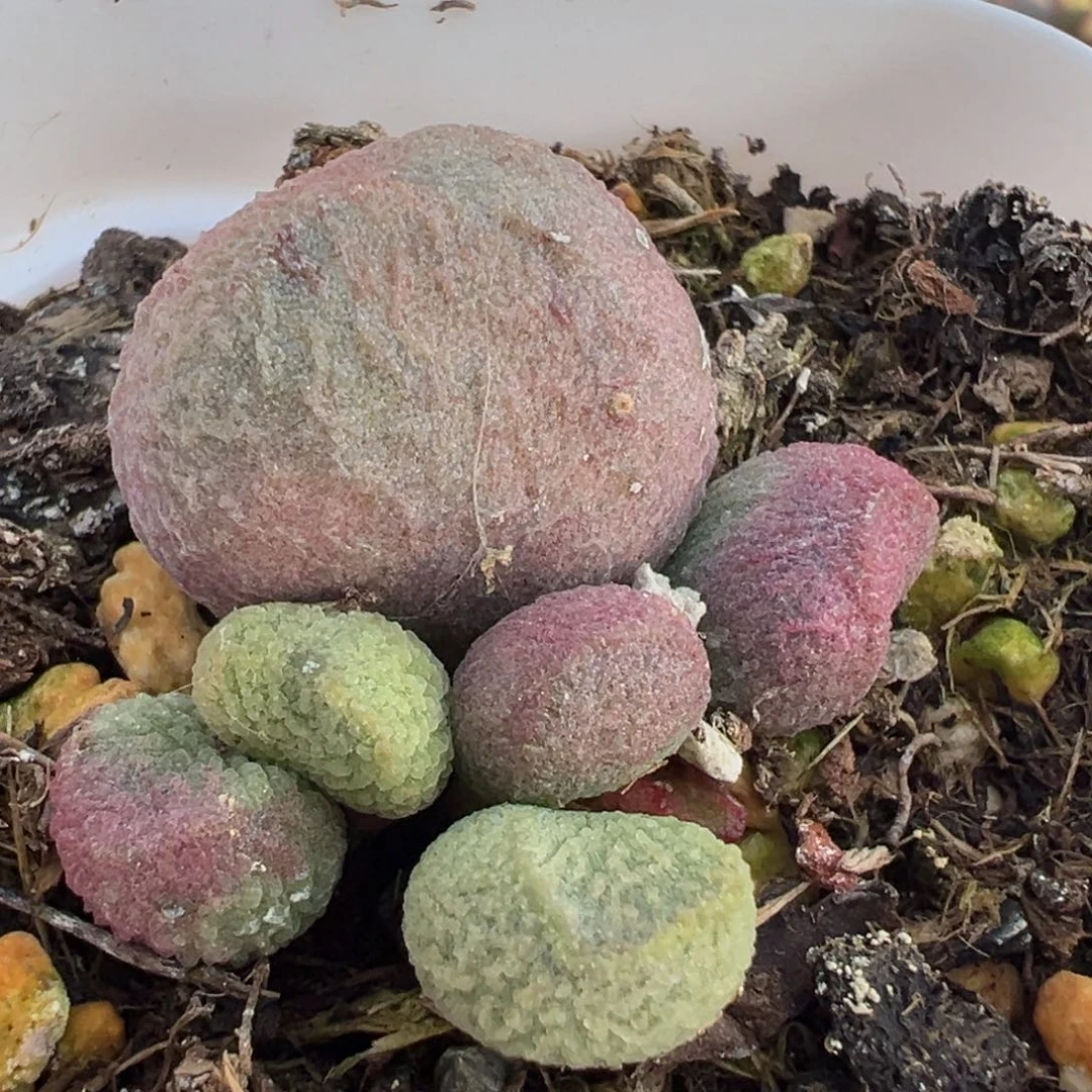 红烧肉大苗多肉植物水泡