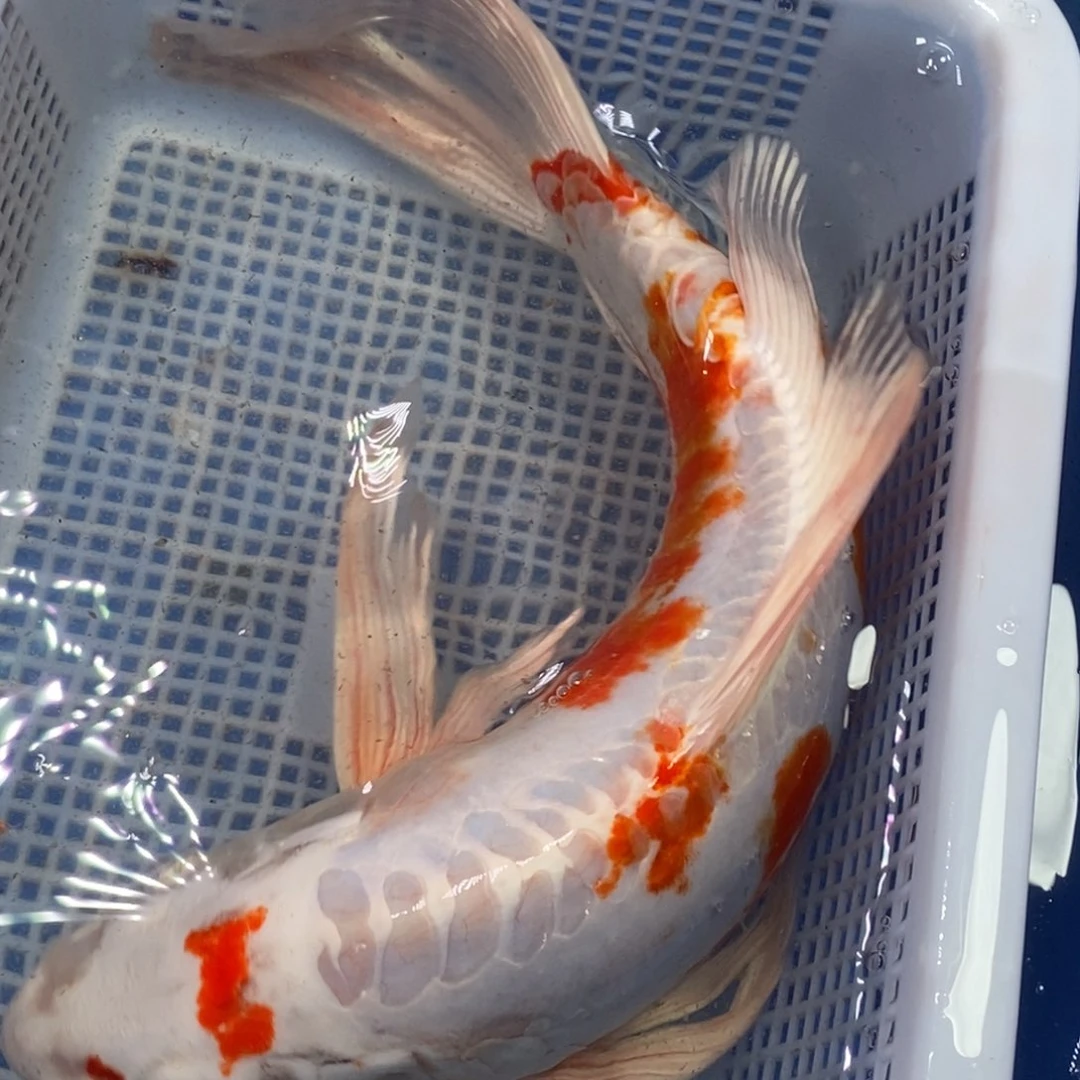 锦鲤冷水锦鲤包邮