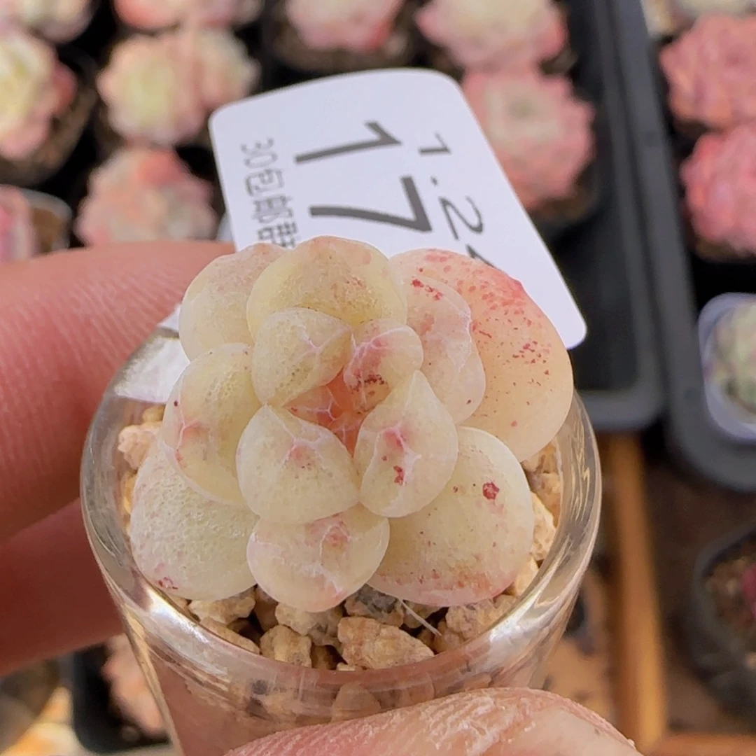 安**好石化冰玉一颗脱土发货