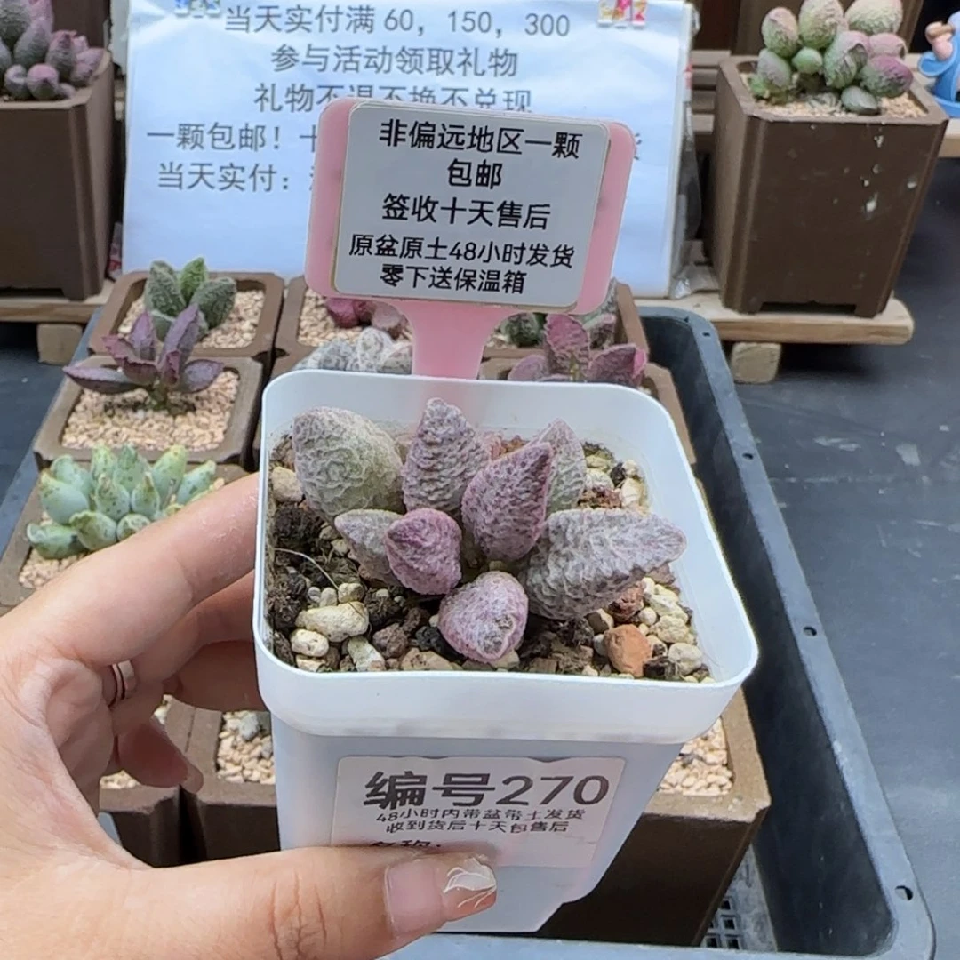 270融化纹猪肝多肉植物