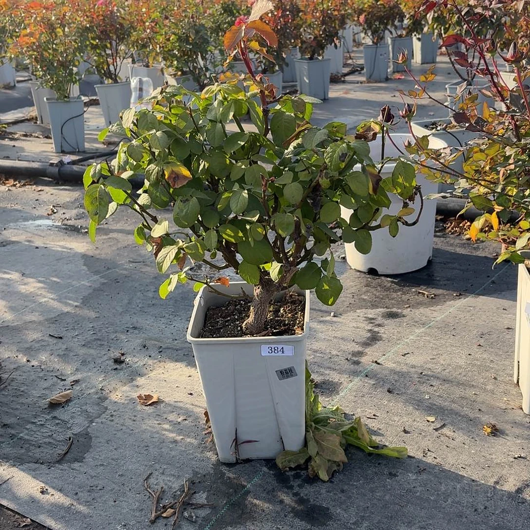 当前无花朵，栽培后可花朵384