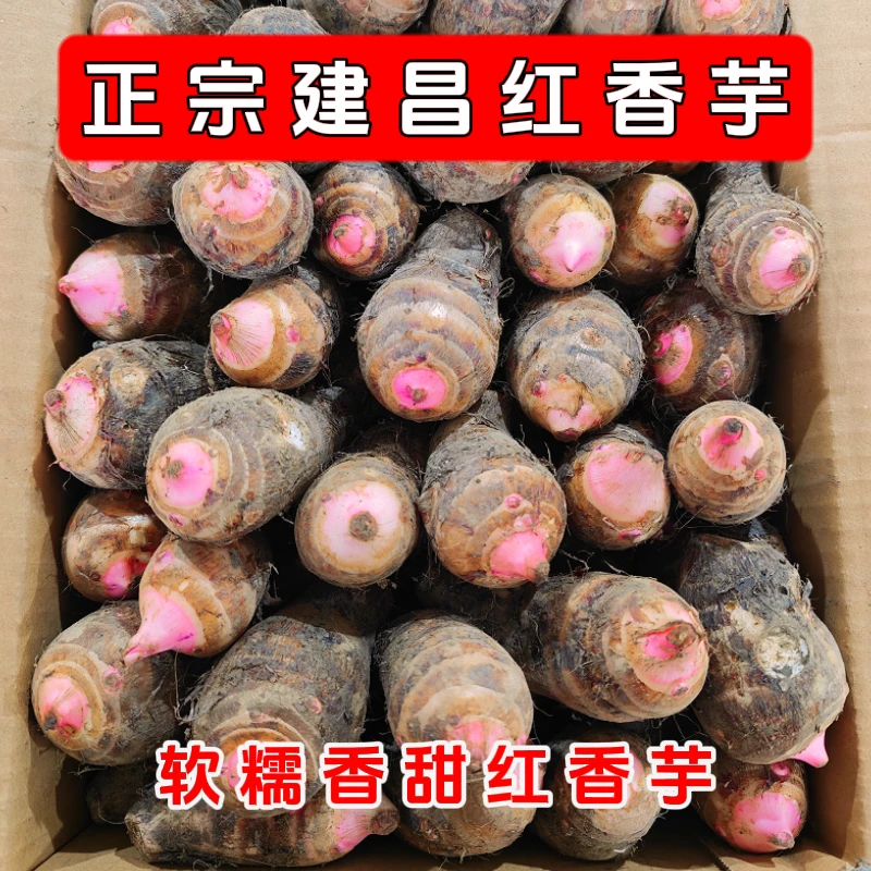 【现挖】建昌红香芋新鲜软糯香甜拉丝芋艿农家现挖小芋头粗粮4/3斤
