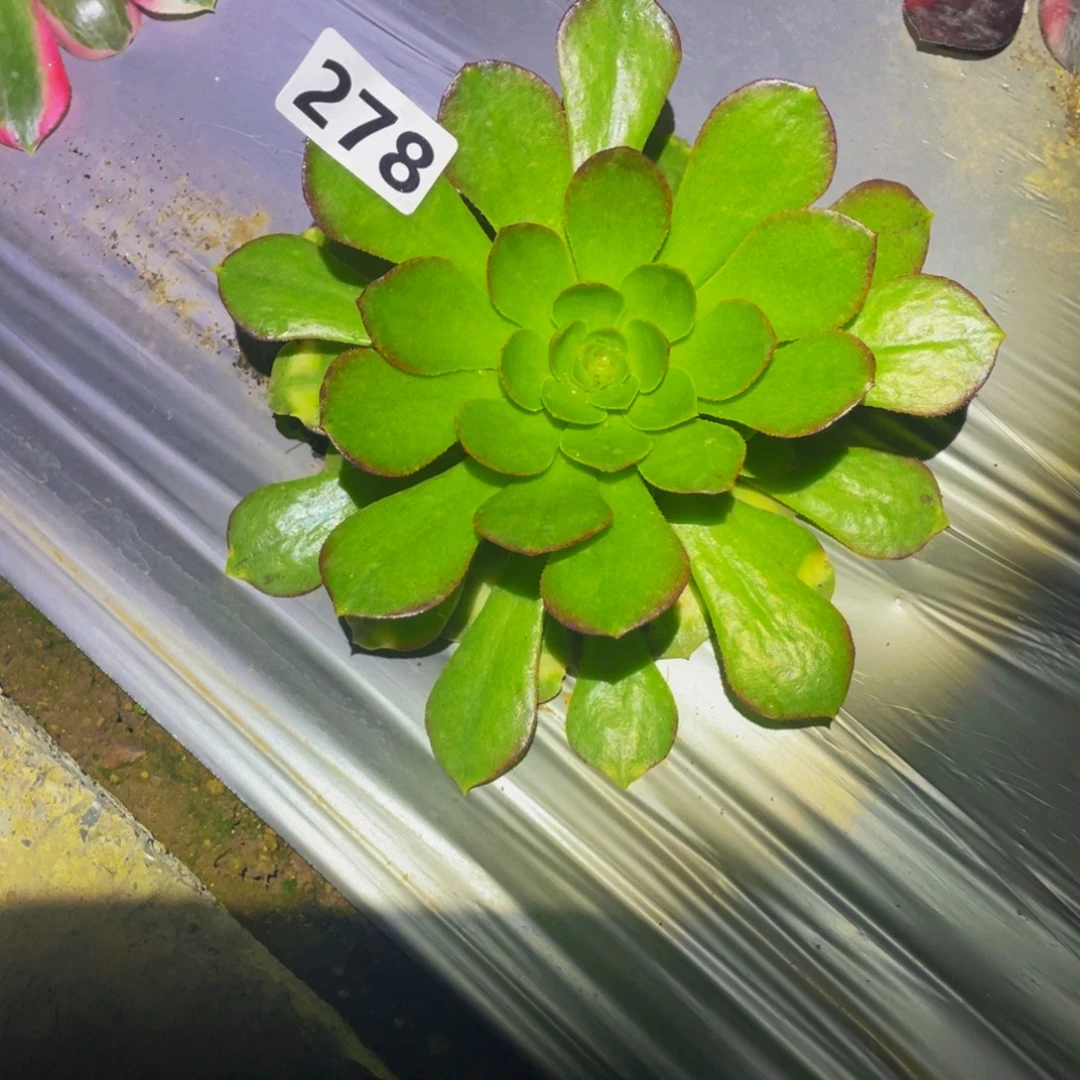 278黄妃多肉植物，