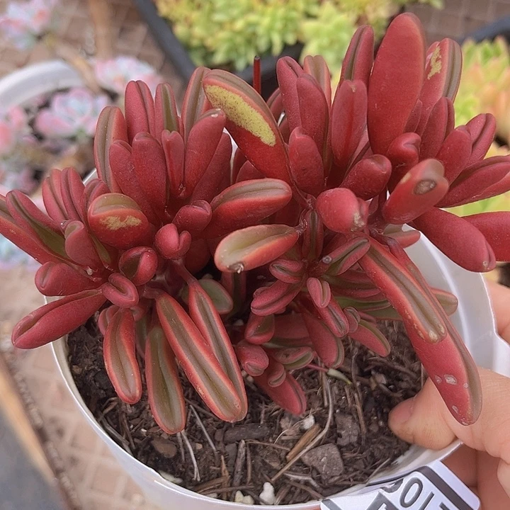 红背椒草2106多肉植物