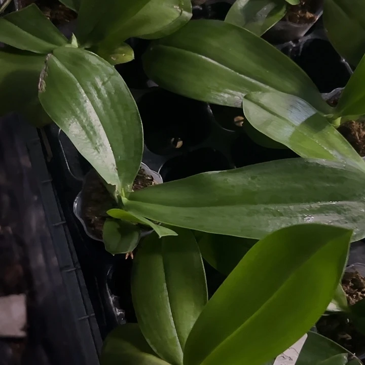 当前无花栽培后可以开花红星3原生盾花浓香1.7瑕疵苗