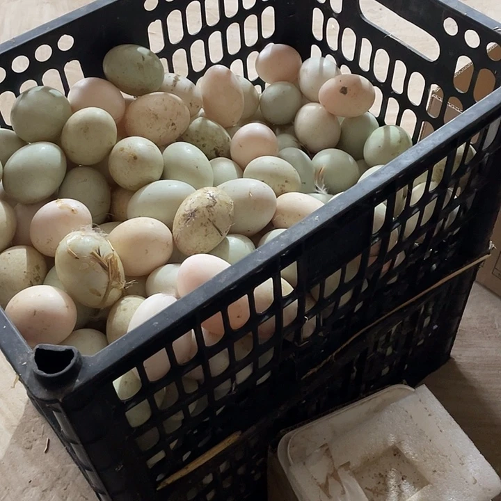 扬***帆包装中国大陆30g鸭蛋