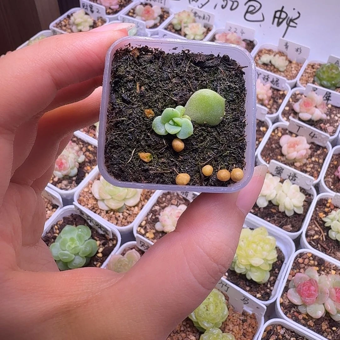 多***富青提多肉一物一拍