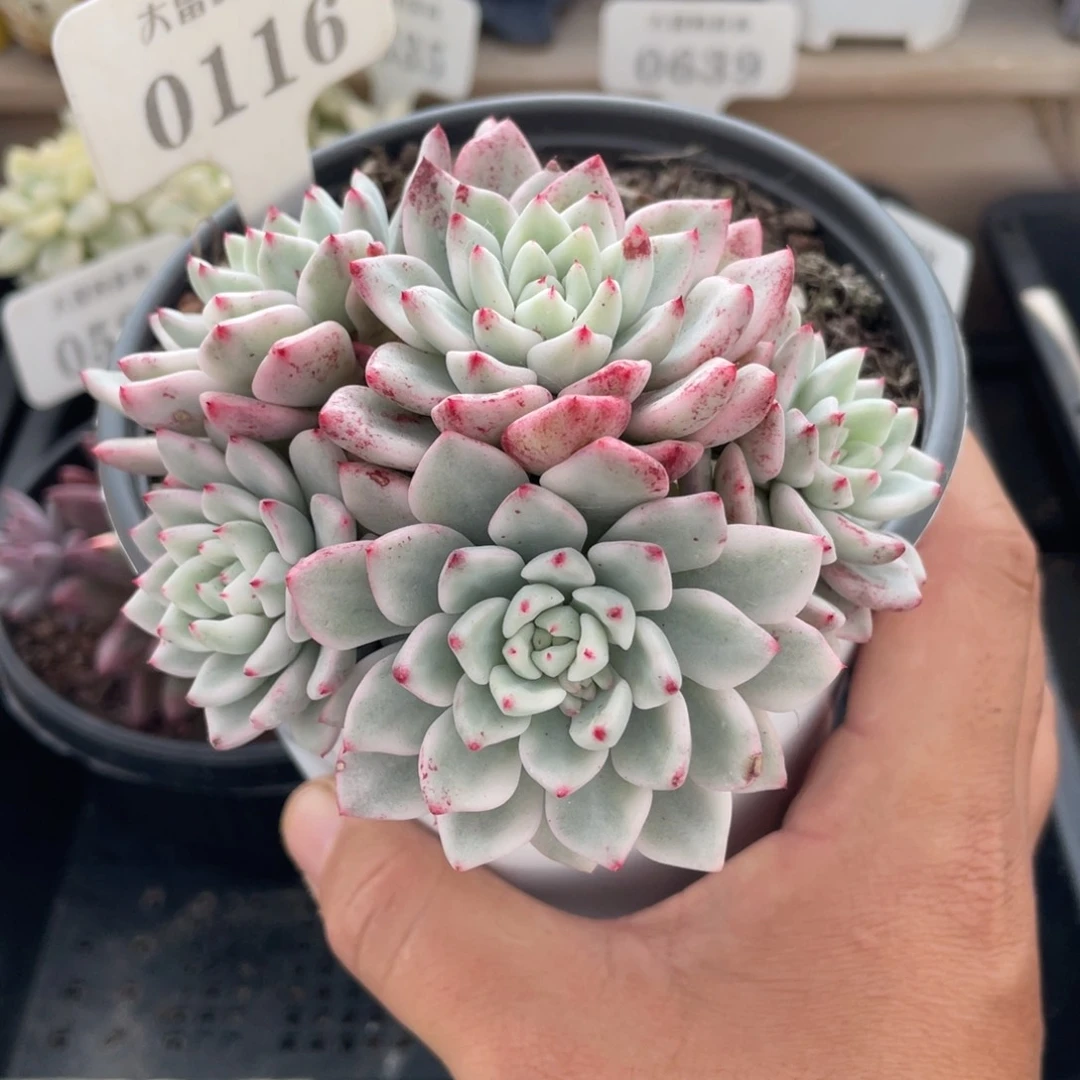 0116冰雪美人锦不带盆10厘米