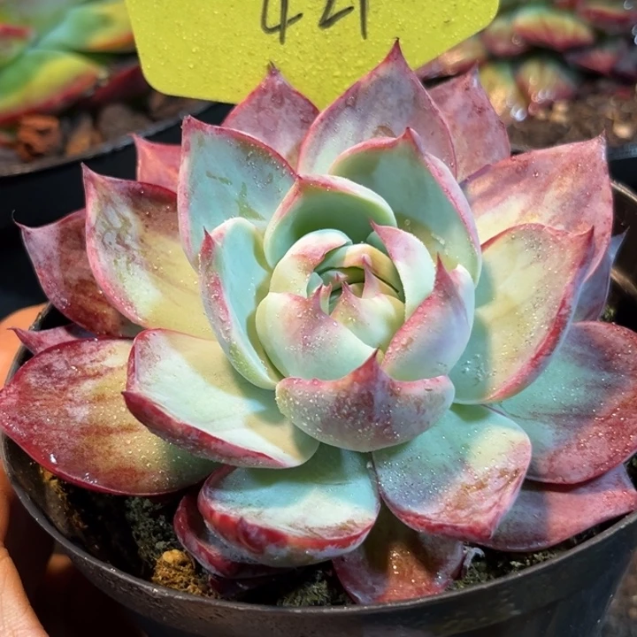 惊鸿一物一拍包装收缩花旱421