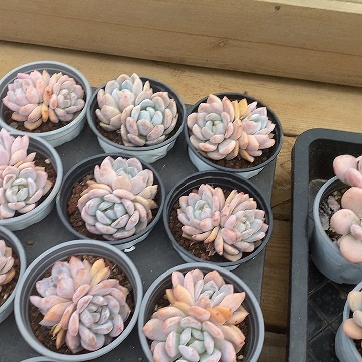 双头橙梦露福利价格