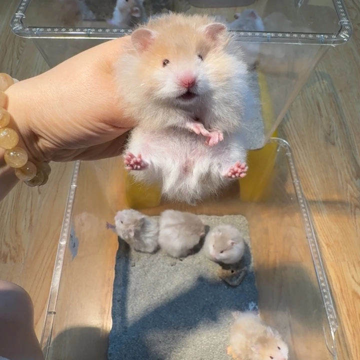 编号457号直毛肉桂波利:妹妹