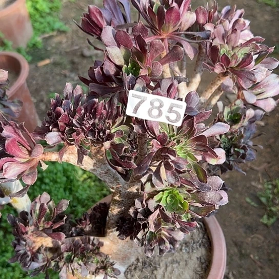 吉***懿多肉植物一个黑法