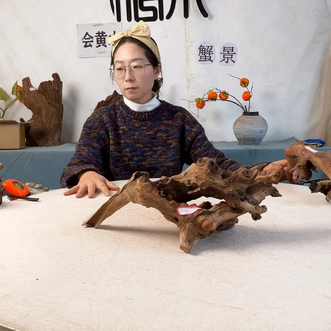 沉木造景寄居蟹造景