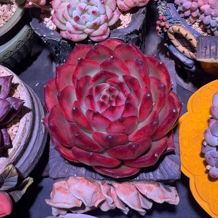 东云宝石 一物一拍