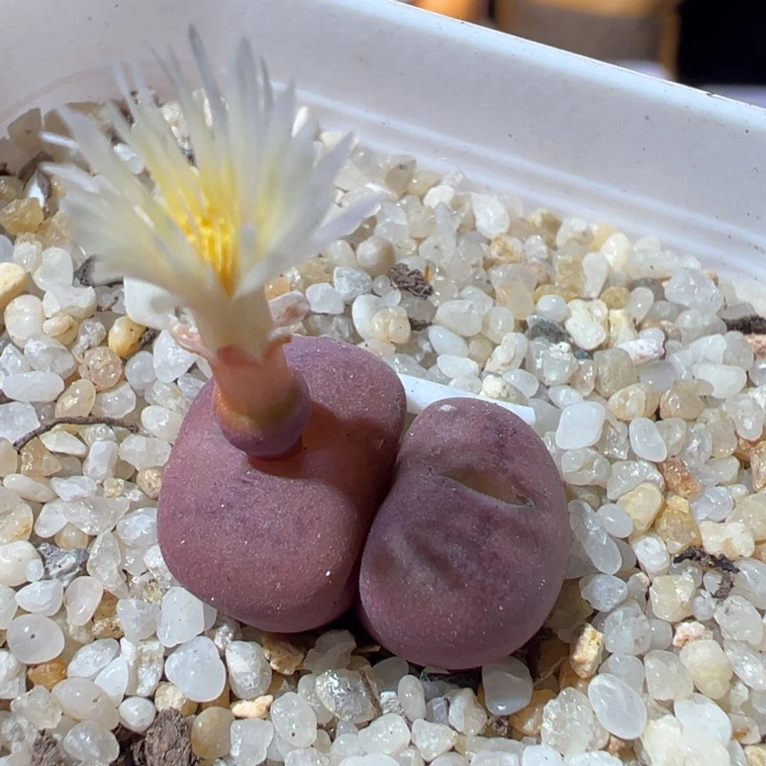 1119-474多肉多肉毛杂