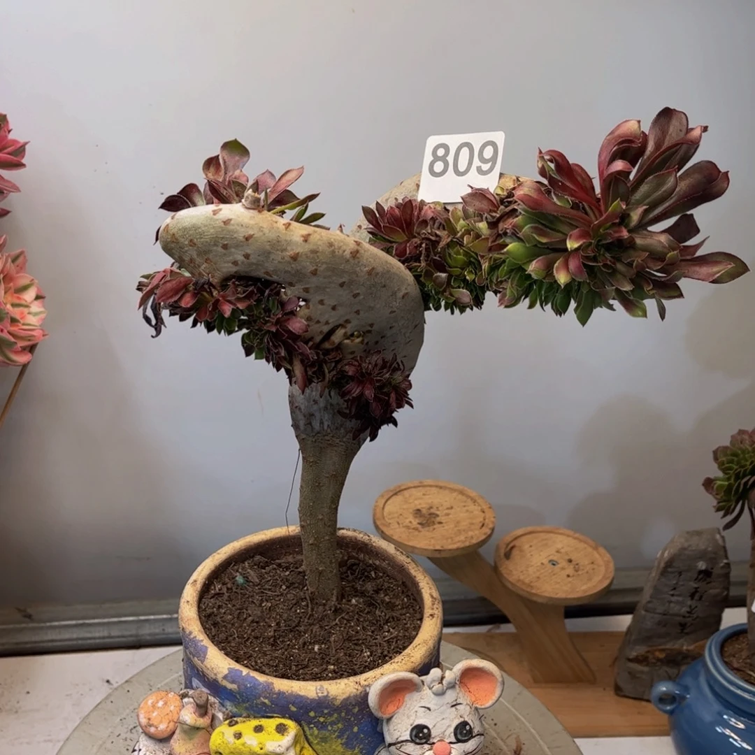 多肉植物黑法师缀有修809