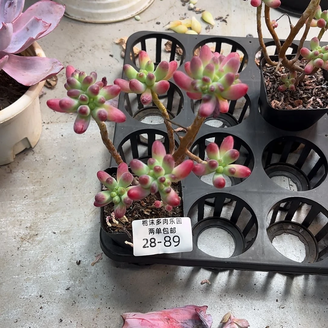 28-89果冻乙女心多肉