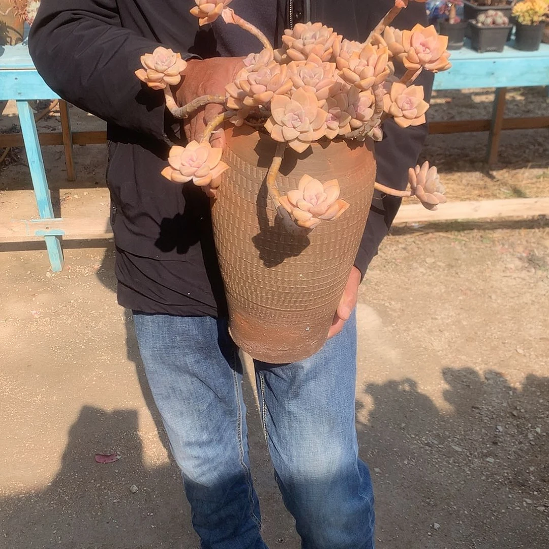 欢*杏美人多肉植物带盆