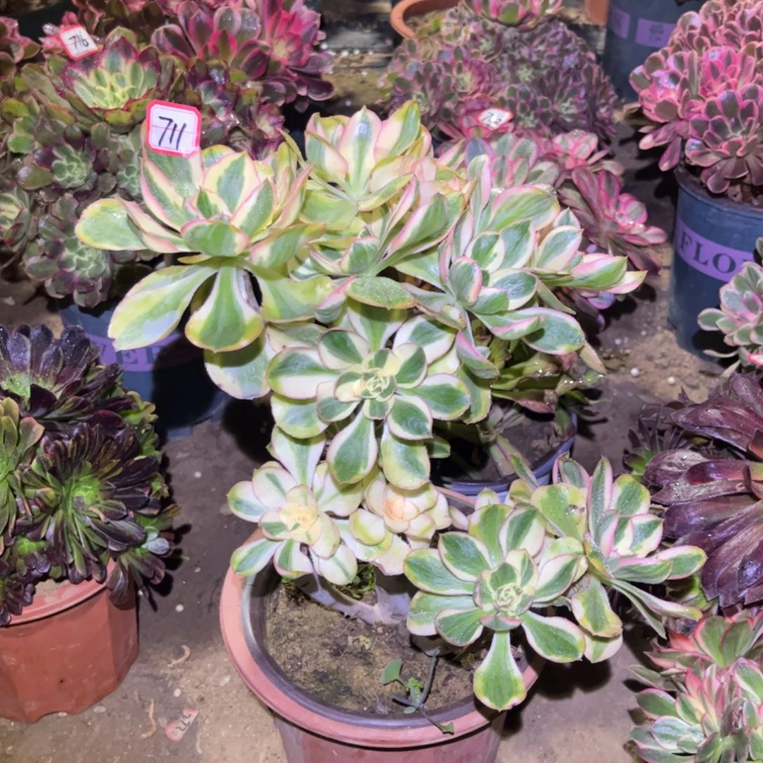 711多肉植物燕姿锦