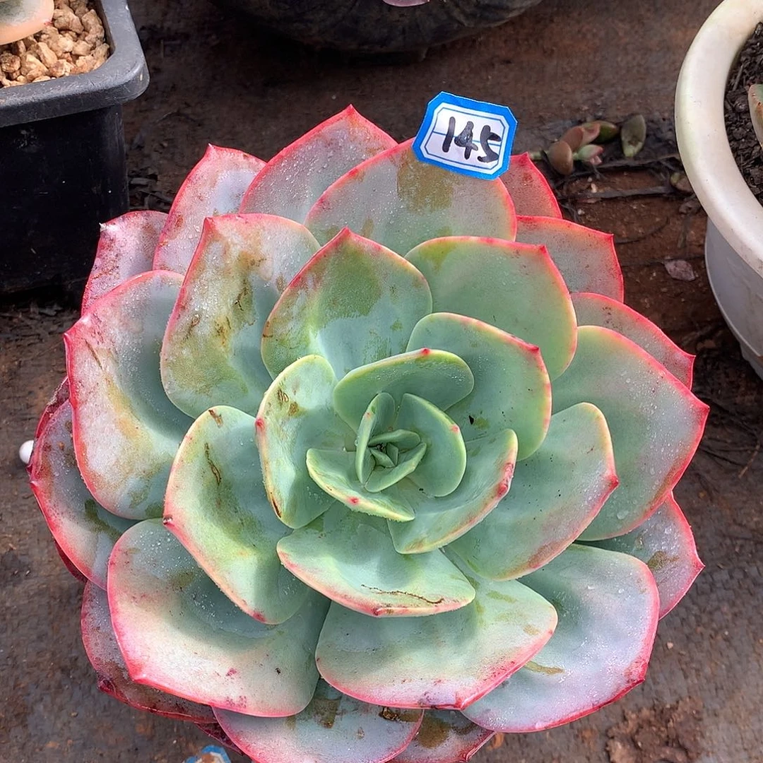 145血凤一物一拍多肉