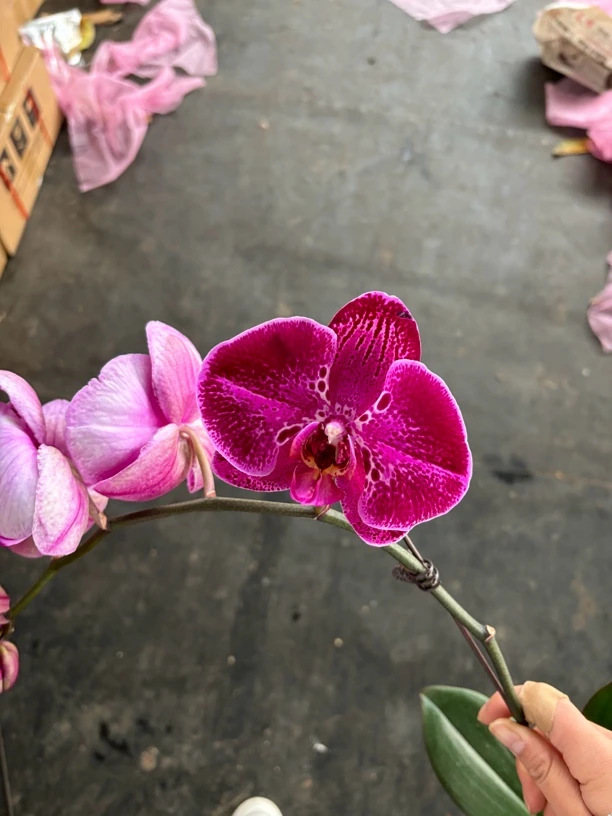 蝴蝶兰——黑金刚 带花发货