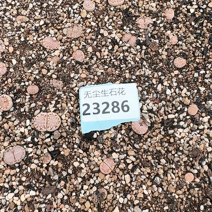 天**到23286期框特价C171脱土