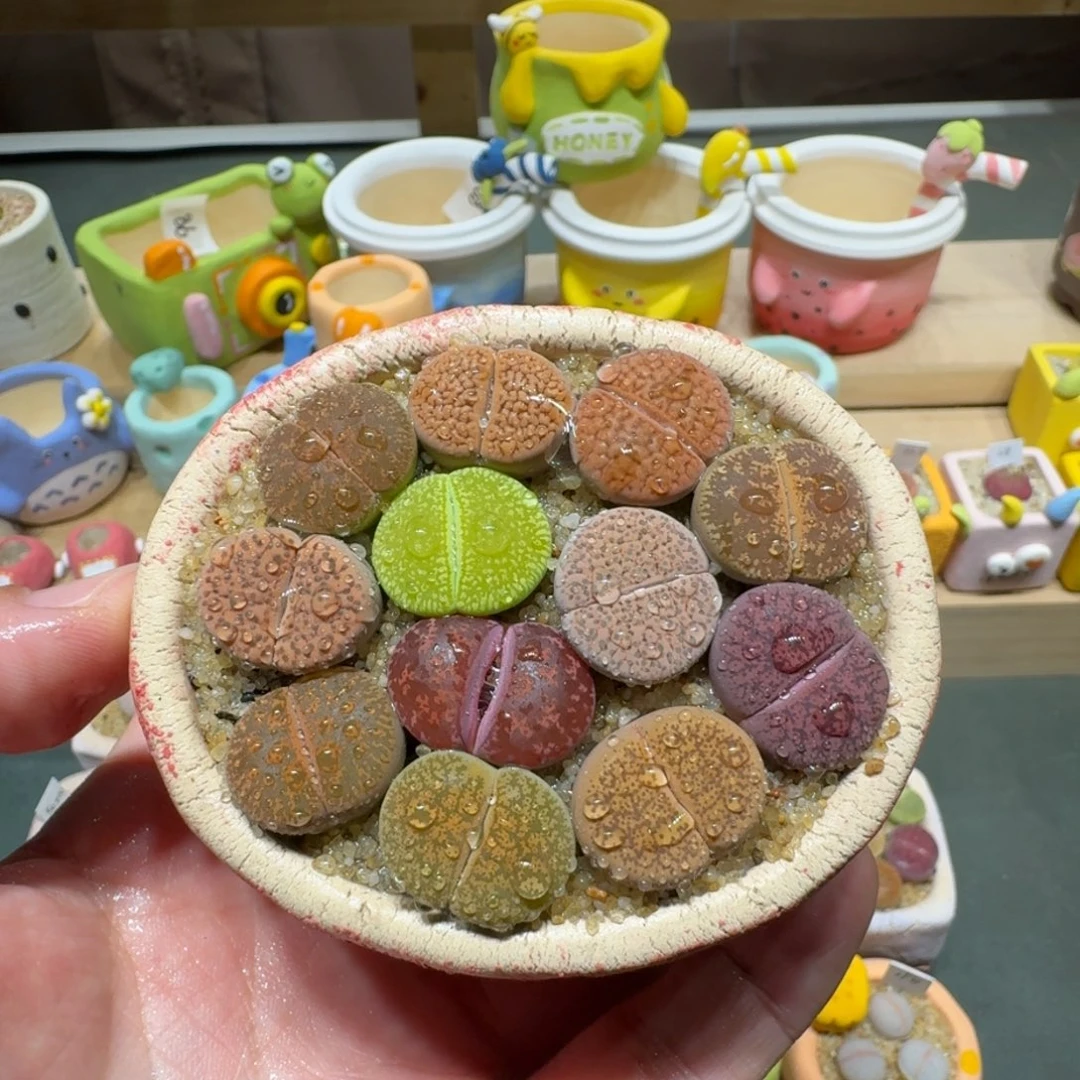 红陶蘑菇369彩拼