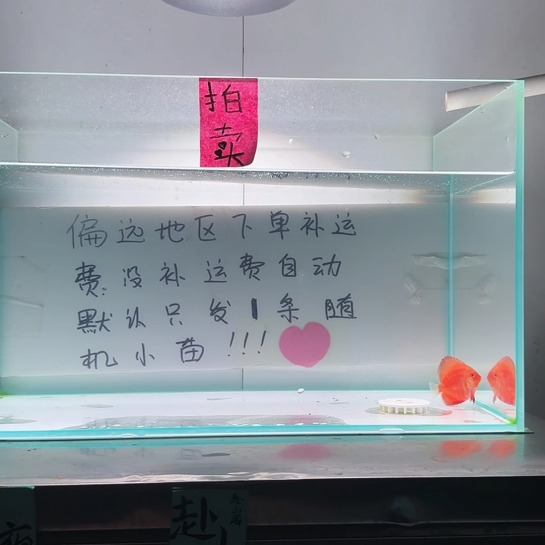 七彩神仙鱼全长5偏远地区不拍