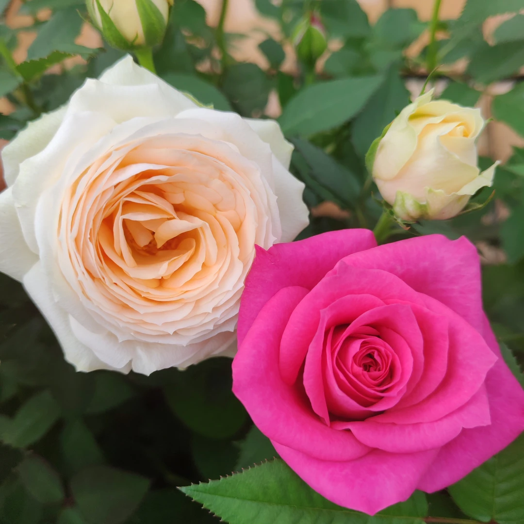 中秋节大盆特价2盆（香槟+香奈儿）带花苞发货好养易活基地直发