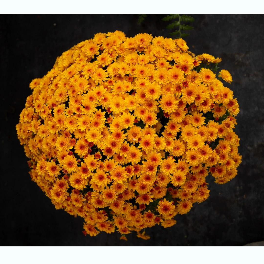 球菊千头菊2加伦种花期长颜值高阳台庭院开花植物