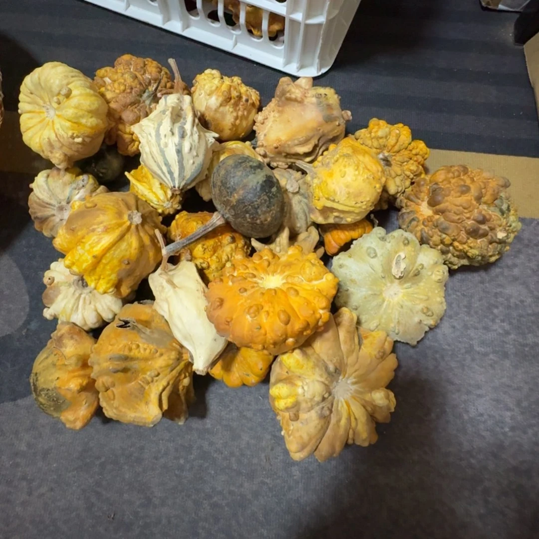 郑***方特价花皮瑕疵葫芦不退不换