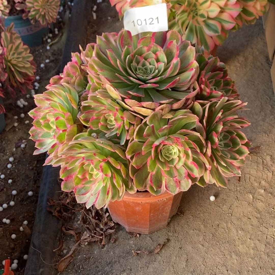 孔雀翎多肉10121号多肉