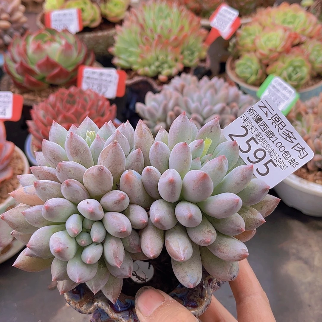 2595所罗门。