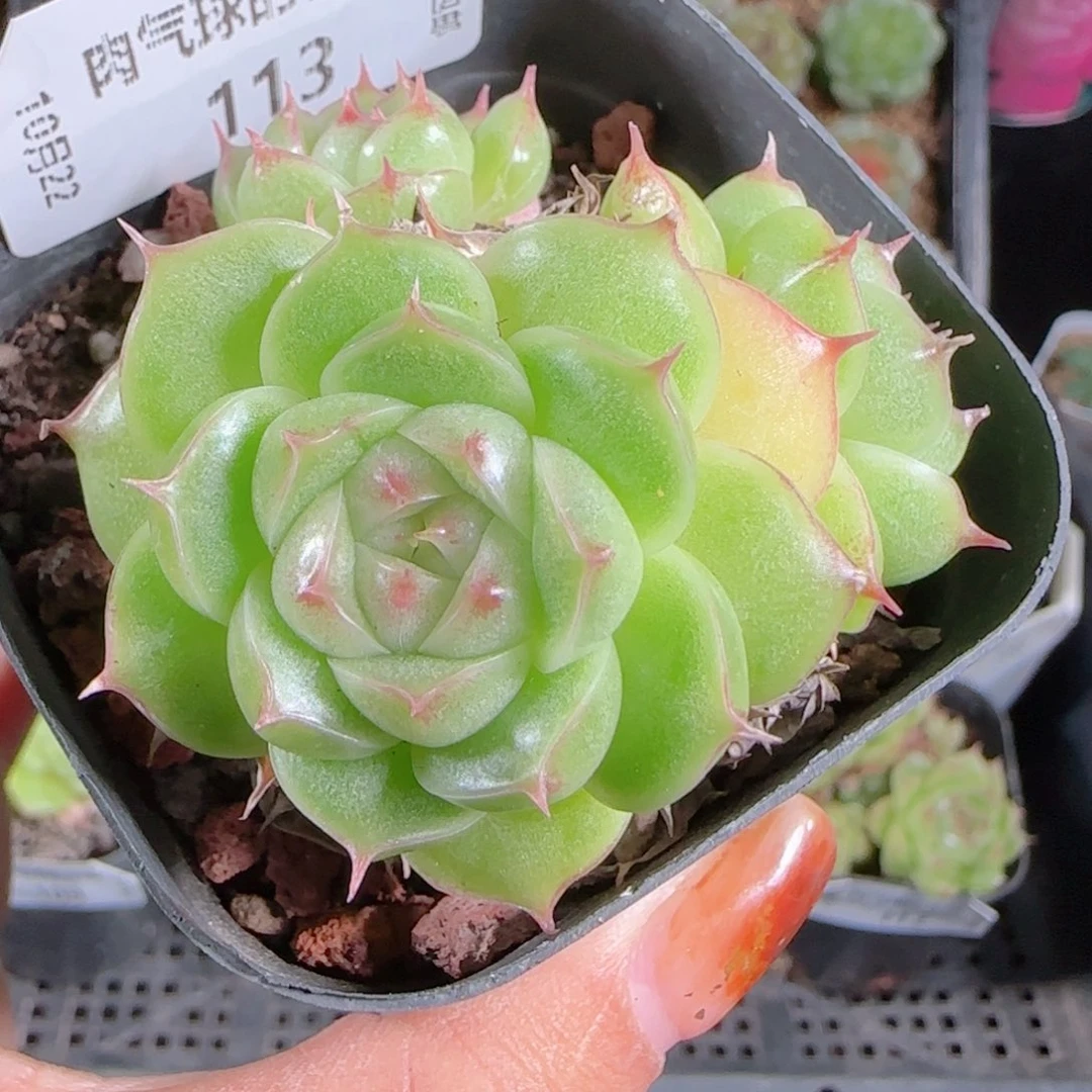 1022-113麦秆优选不包整