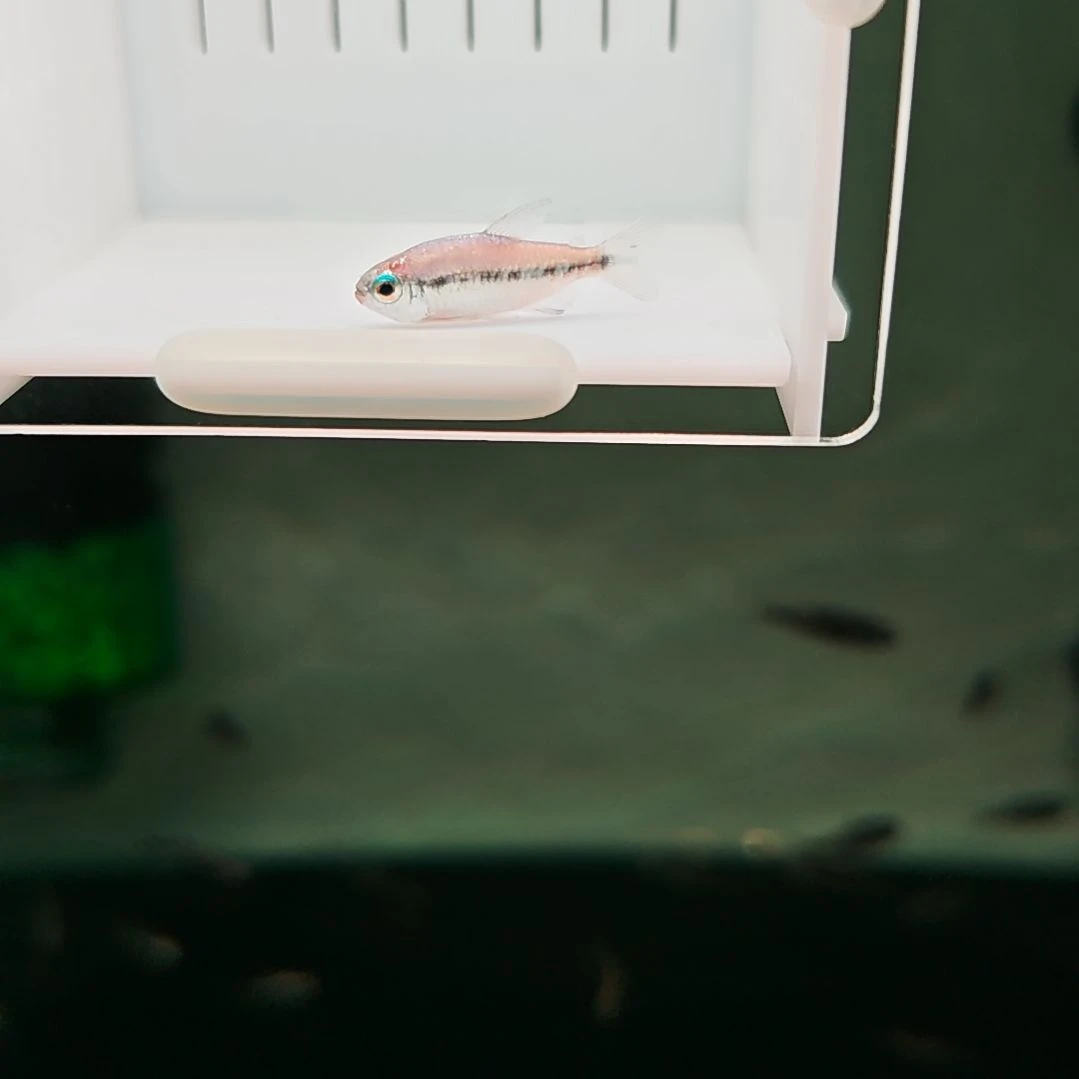 灯科鱼精选白金幻彩蓝魔