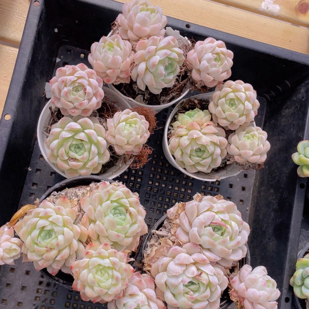 406号 白月影群一个不包整