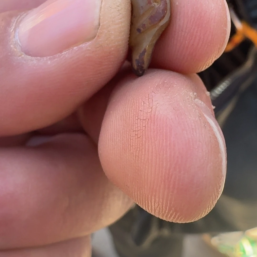 树脂制品卡12黄色树脂材料