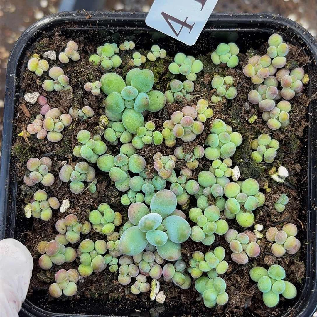 多肉植物多肉植物413