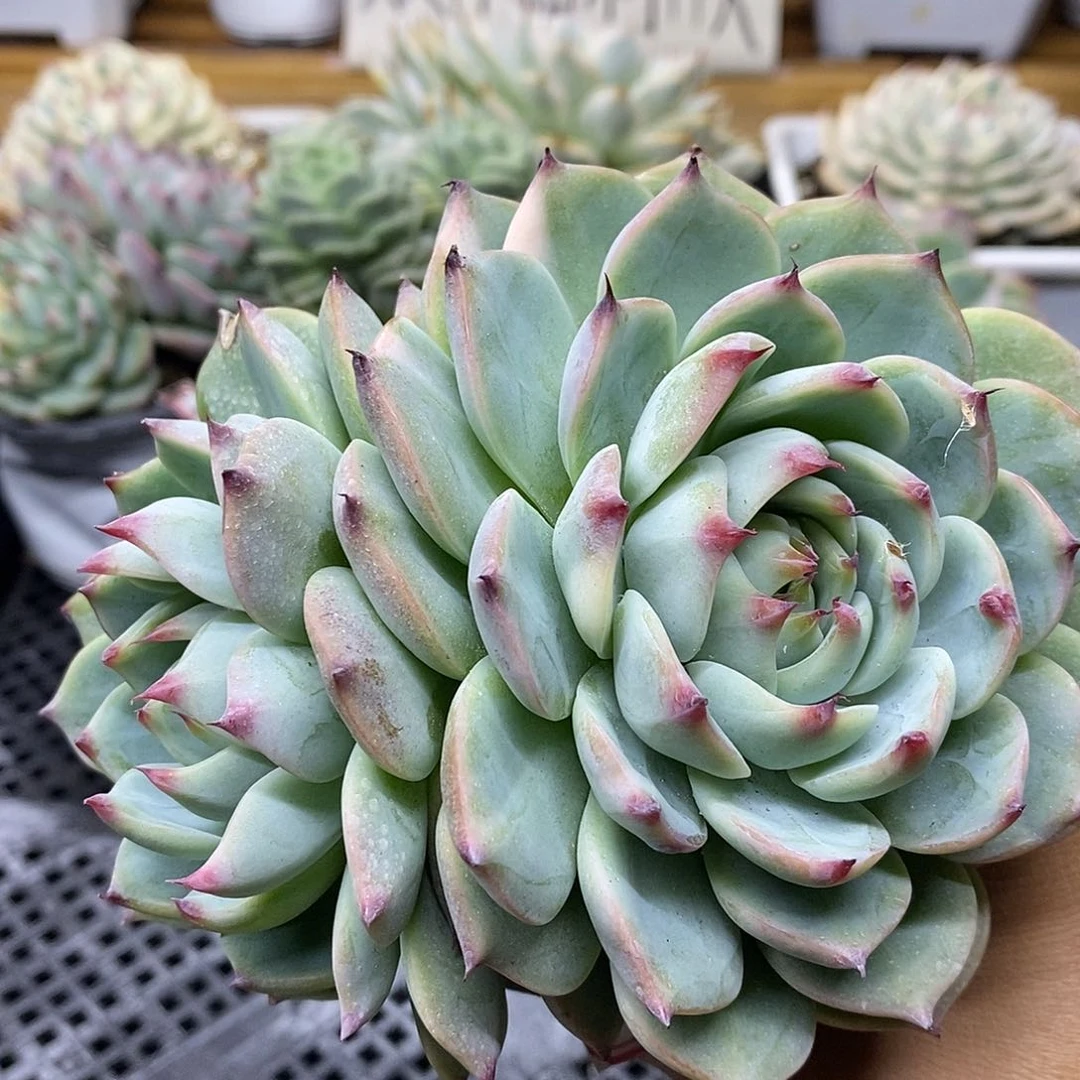 1037 福利吉娃娃锦 不售后