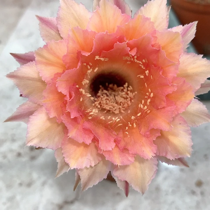 无花朵自根 金刚