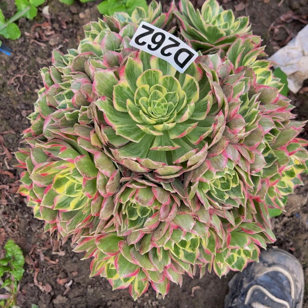 水蜜桃法师26/////31包邮