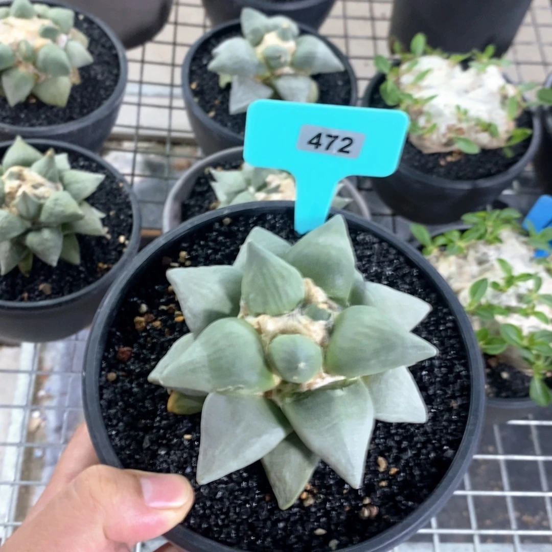 丸叶青瓷多肉植物