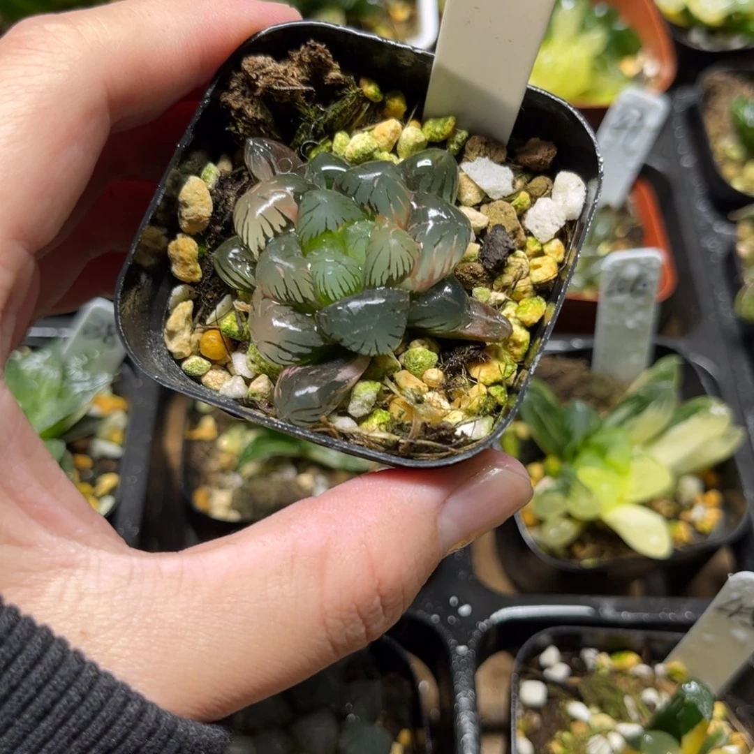 115冰灯玉露锦一物一拍