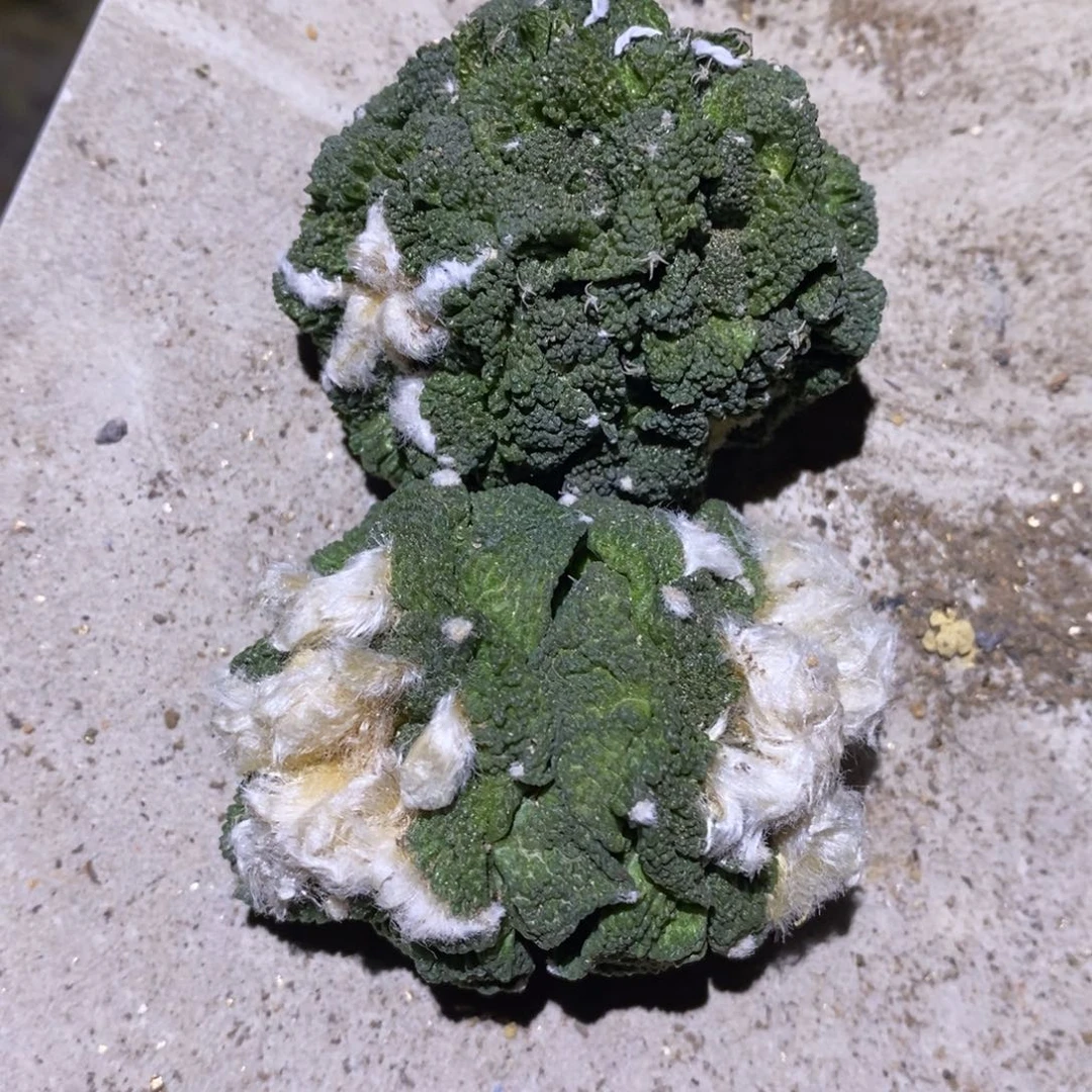 浥***尘自根特价哥斯拉两颗