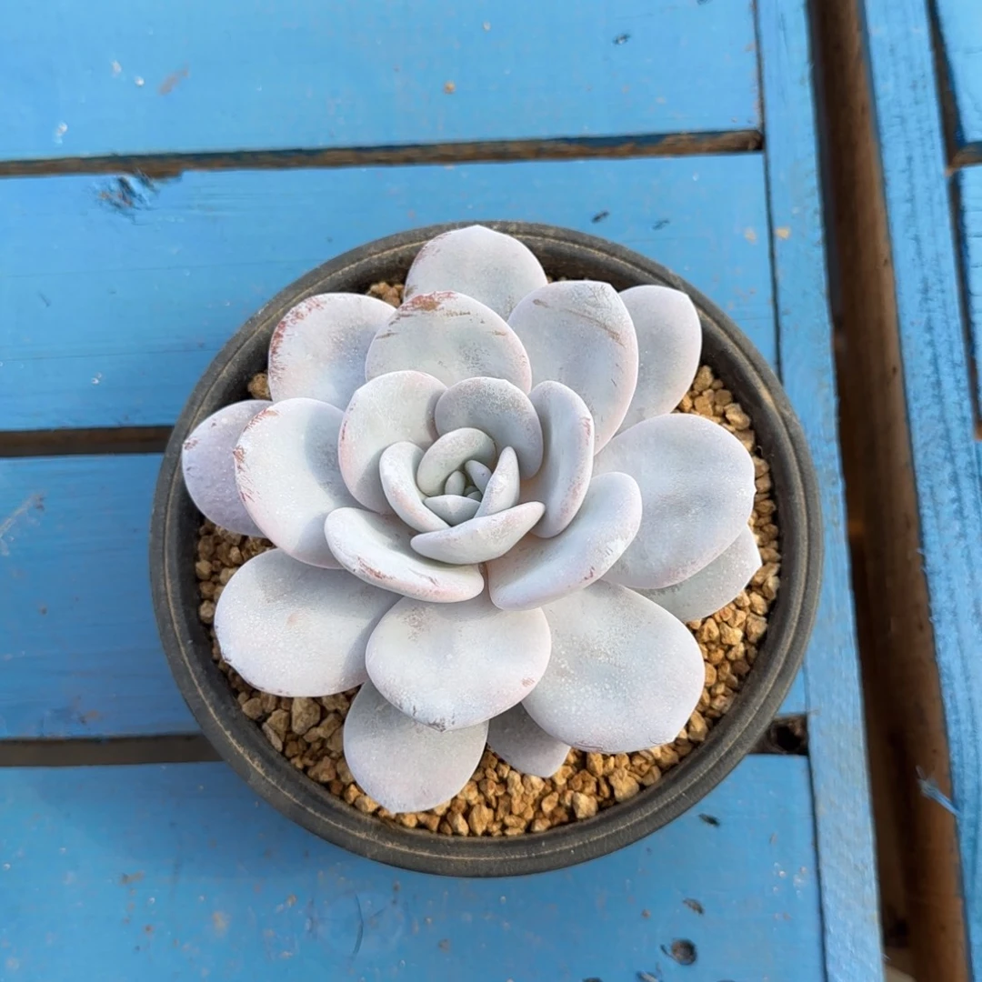 雪莲单头，发货点延迟