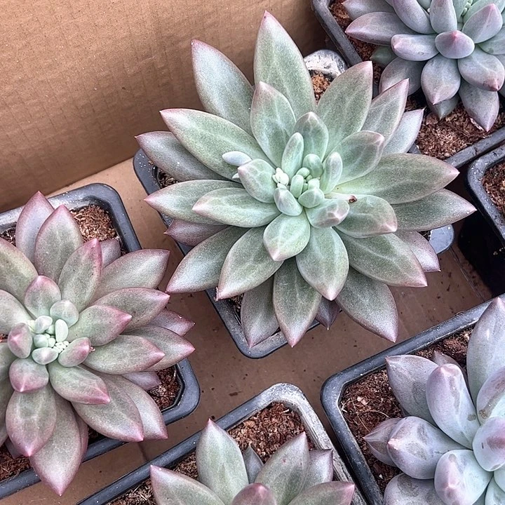 【闪购商品】?**糖水晶球