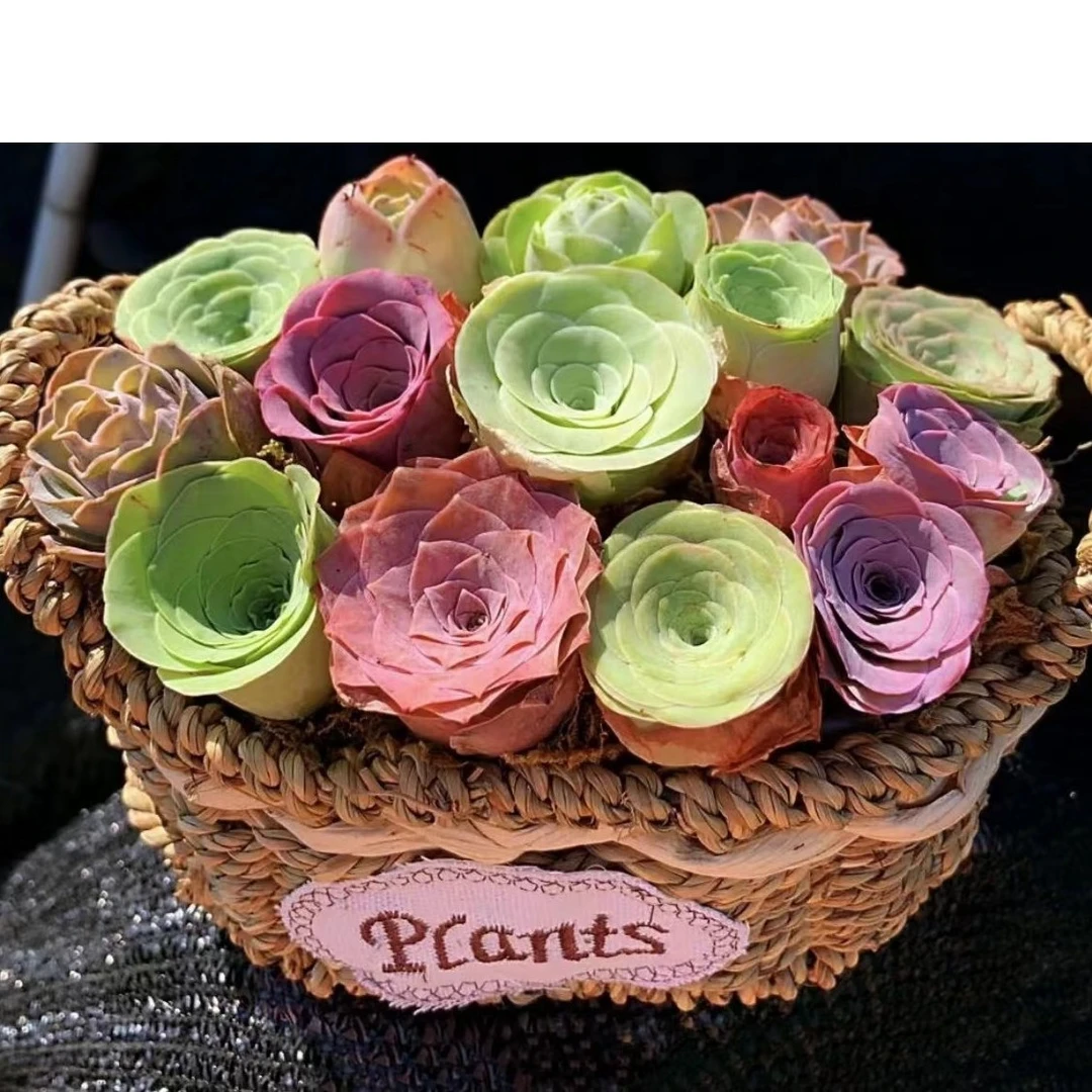 【小花园专属】【山地玫瑰】17岁夏天花篮组合